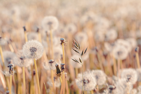 포토 JPG 해외이미지 주간 자연 사람없음 야외 아웃포커스 분위기 민들레 민들레홀씨 해외포토 자연요소 꽃 컨셉 촬영기법 생태계 파일형식 이미지허브