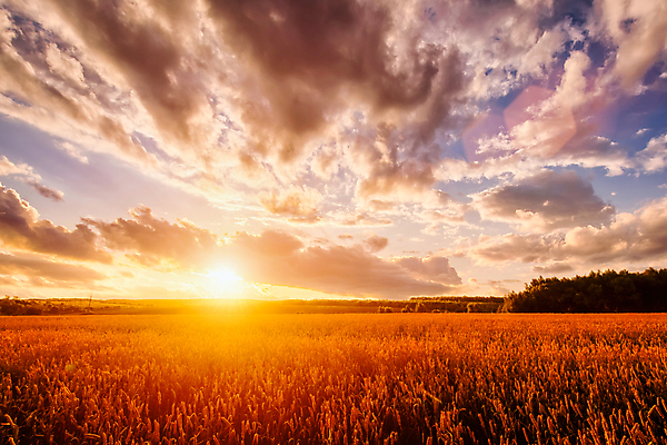포토 JPG 해외이미지 자연 하늘 사람없음 야외 햇빛 태양 농경지 일몰 밀밭 해외포토 자연요소 밭 농장 노을 밀 생태계 파일형식 이미지허브