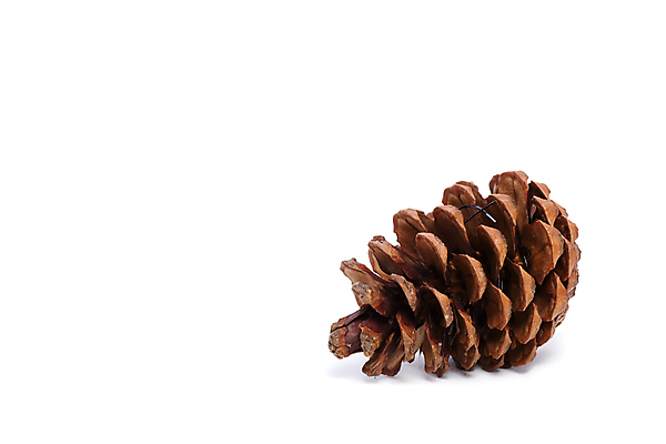 포토 JPG 해외이미지 계절 자연 건조 씨앗 사람없음 장식 갈색 흰배경 솔방울 원뿔 해외포토 도형 식물 컬러 백그라운드 흰색 생태계 파일형식 이미지허브