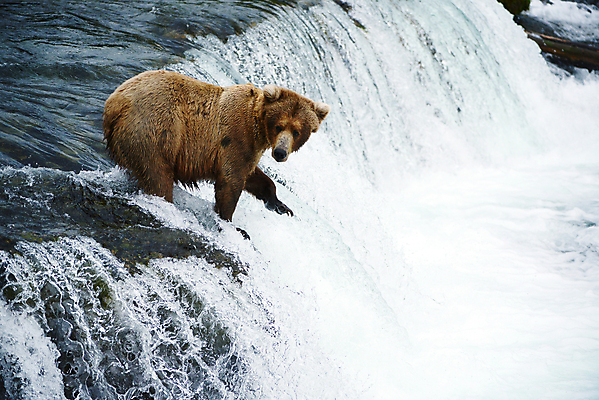 포토 JPG 해외이미지 주간 한마리 야생동물 곰 사람없음 야외 폭포 해외포토 자연요소 동물 1 포유류 자연 파일형식 이미지허브