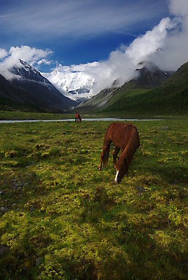 포토 JPG 해외이미지 동물 실루엣 얼굴 백그라운드 신발 밭 포유류 산 사람없음 야외 옆모습 초록색 울타리 뷰티 농장 농경지 갈색 머리 걷기 시골 방목 그림 윤곽 마차 망아지 기르기 무료 해외포토 새끼 교통수단 뷰포인트 컬러 농업 모션 촬영기법 신체부위 담장 말_동물 축산업 돌봄 파일형식 이미지허브
