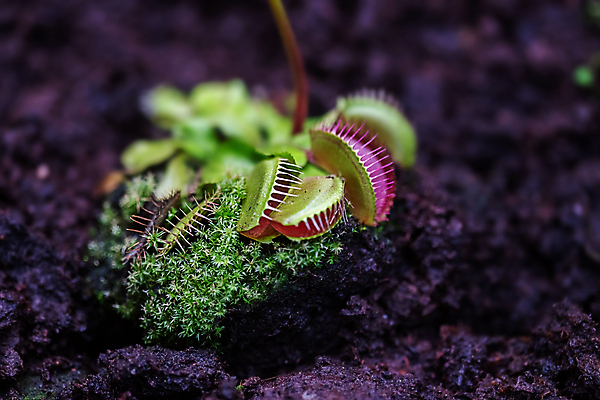 포토 JPG 해외이미지 식물 곤충 잎 자연 사람없음 장식 초록색 정원 잡기 닫기 냄비 위험 생태계 사냥 파이프 식물원 육식동물 튜브 육식 올가미 유리주전자 금성 아마존 아열대 온실 이국적 진짜 포식 그리너리 해외포토 동물 컬러 컨셉 모션 유리 주전자 행성 솥 파일형식 트랜드컬러 이미지허브
