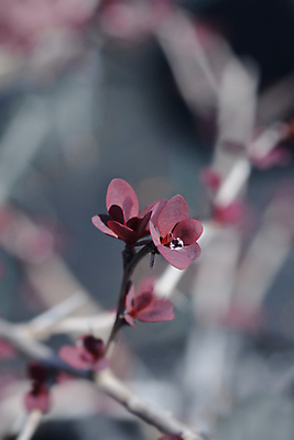 포토 JPG 해외이미지 식물 잎 자연 사람없음 야외 빨간색 물 갈색 정원 보라색 봄 나뭇가지 닫기 떨어짐 관목 해외포토 자연요소 나무 계절 컬러 컨셉 모션 생태계 파일형식 이미지허브