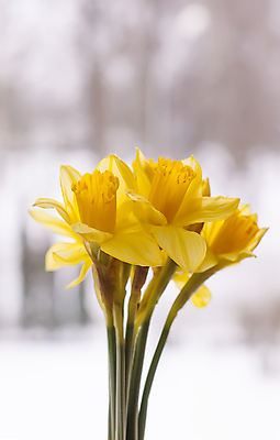 포토 JPG 해외이미지 주간 꽃 사람없음 야외 아웃포커스 노란색 수선화 해외포토 자연요소 식물 컬러 촬영기법 파일형식 이미지허브