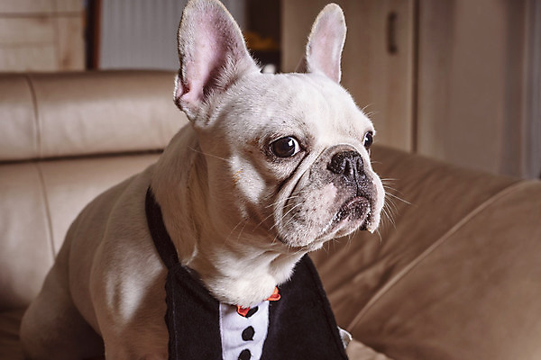 포토 JPG 해외이미지 스튜디오촬영 동물 척추동물 응시 포유류 털 실내 서기 사람없음 반려동물 코트 올려보기 흰색 주름 개 강아지 작음 피부 황소 귀 불독 송곳니 프랑스어 기르기 동물상 유래 총구 카피스페이스 해외포토 문자 시선 컬러 모션 내부 신체부위 조형물 공백 외투 소 치아 크기 돌봄 파일형식 이미지허브