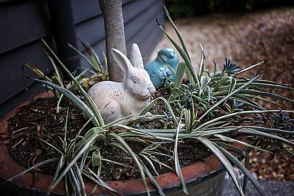 포토 JPG 해외이미지 식물 동물 조류 앉기 사람없음 야외 장식 파란색 정원 토끼 도자기 그리기 닫기 호주 냄비 작음 오브젝트 해외포토 컬러 포유류 모션 반려동물 오세아니아 솥 크기 파일형식 이미지허브