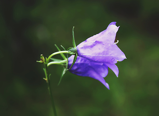 포토 JPG 해외이미지 식물 계절 꽃 문화 줄기 백그라운드 잎 부분 자연 새로움 잉크 사람없음 그래픽 초록색 파란색 태양 뷰티 머리 보라색 봄 성장 벚꽃 흰색 침대 신선 개화 우아함 큼 만화 싱글 그림 블루벨 해외포토 자연요소 컬러 가구 컨셉 신체부위 크기 생태계 파일형식 이미지허브