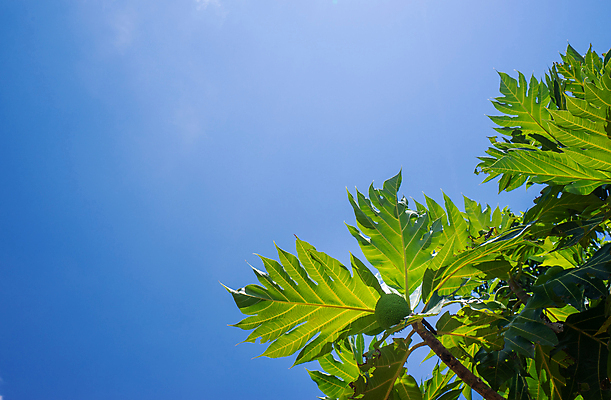 포토 JPG 해외이미지 나무 식물 디자인 음식 빵 여행 백그라운드 잎 농업 다이어트 과일 태국 자연 하늘 매달리기 건강 사람없음 초록색 여름 파란색 정원 나뭇가지 신선 원형 달콤 맛 오브젝트 유기농 질감 내추럴 숙성 맛있는 해외포토 도형 웰빙 계절 산업 아시아 컬러 컨셉 모션 생태계 파일형식 이미지허브