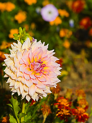 포토 JPG 해외이미지 식물 꽃잎 꽃 분홍색 백그라운드 꽃무늬 오렌지 부분 자연 아침 따뜻함 사람없음 야외 빨간색 초록색 빛 컬러풀 햇빛 태양 뷰티 노란색 머리 정원 활발 성장 벚꽃 흰색 침대 신선 닫기 저녁 달리아 오브젝트 싱글 원예 부드러움 내추럴 알레르기 해외포토 주간 자연요소 컬러 가구 컨셉 무늬 과일 모션 취미 신체부위 감각 질병 야간 생태계 파일형식 이미지허브