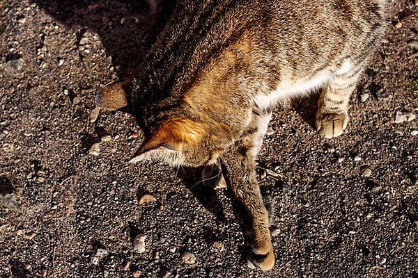 포토 JPG 해외이미지 동물 응시 얼굴 포유류 자연 거리 털 사람없음 야외 반려동물 햇빛 귀여움 고양이 줄무늬 회색 도시 보행로 정상 가난 배고픔 얼룩무늬 노숙자 입양 해외포토 시선 길 컬러 컨셉 무늬 신체부위 태양 생태계 파일형식 이미지허브