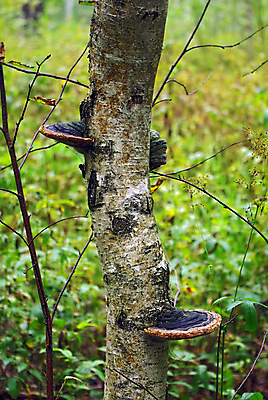 포토 JPG 해외이미지 나무 식물 음식 낙엽 2 패턴 오렌지 우산 자연 사람없음 목재 버섯 회색 성장 흰색 독약 떨어짐 숲 큼 가죽 수집 묘사 질감 러시아 먼지 나무껍질 침엽수 스펀지 내추럴 곰팡이 옛날 캡모자 해외포토 모자_잡화 유럽 컬러 컨셉 잎 무늬 과일 재료 껍질 크기 생태계 파일형식 이미지허브