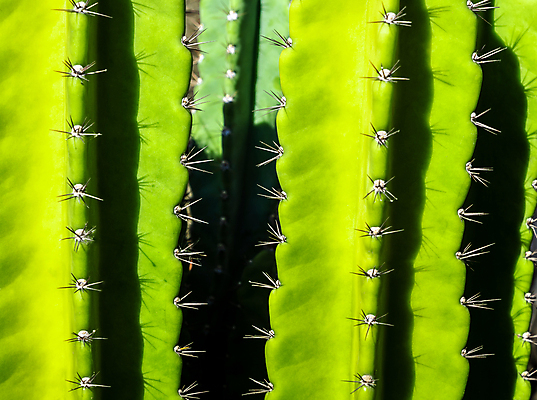 포토 JPG 해외이미지 주간 선인장 그림자 근접촬영 사람없음 야외 초록색 가시 날카로움 해외포토 자연요소 식물 뷰포인트 컬러 파일형식 이미지허브