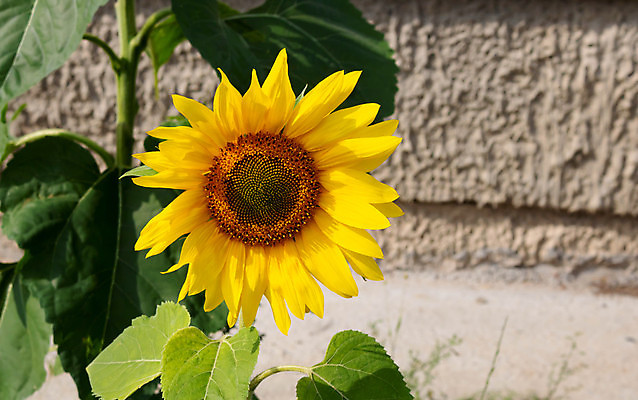 포토 JPG 해외이미지 주간 벽 줄기 잎 해바라기 사람없음 야외 아웃포커스 해외포토 자연요소 식물 꽃 촬영기법 파일형식 이미지허브