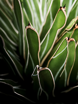 포토 JPG 해외이미지 모양 식물 꽃 화초 백그라운드 잎 사람없음 장식 환경 정원 질감 리빙 세기 해외포토 모션 파일형식 이미지허브