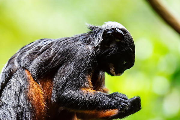 포토 JPG 해외이미지 나무 동물 캐릭터 응시 야생동물 음식 신체 일러스트 포유류 자연 열대 털 동물원 종류 앉기 사람없음 야외 빨간색 초록색 갈색 흰색 원숭이 유머 숲 작음 만화 콧수염 그림 엽서 모음 멸종 유인원 남쪽 말레이시아 싱가폴 얇은 해외포토 식물 시선 감정 아시아 컬러 모션 수염 한글 크기 편지 방향 생태계 파일형식 이미지허브