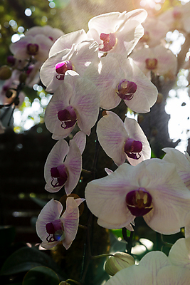포토 JPG 해외이미지 나무 식물 디자인 꽃잎 꽃 화초 줄기 꽃다발 백그라운드 잎 꽃무늬 패턴 자연 사람없음 장식 초록색 여름 뷰티 정원 스파 봄 낭만 벚꽃 흰색 나뭇가지 신선 개화 난초 우아함 숲 묘사 원예 호접란 내추럴 이국적 해외포토 계절 컬러 컨셉 무늬 취미 생태계 파일형식 이미지허브