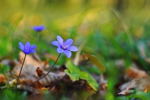 포토 JPG 해외이미지 식물 계절 꽃잎 꽃 백그라운드 잎 꽃무늬 자연 사람없음 야외 초록색 파란색 컬러풀 뷰티 정원 보라색 봄 들꽃 벚꽃 신선 개화 숲 제비꽃 내추럴 노루귀 아네모네 해외포토 컬러 무늬 생태계 파일형식 이미지허브
