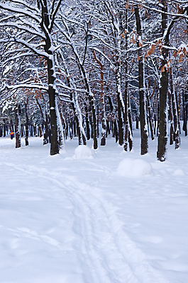 포토 JPG 해외이미지 나무 백그라운드 겨울 자연 요정 따뜻함 사랑 풍경 사람없음 야외 목재 빛 햇빛 태양 뷰티 일출 환경 희망 화목 새벽 광선 나뭇가지 소나무 숲 신비 장면 마법 빛망울 내추럴 광 가문비나무 해외포토 자연요소 식물 계절 감정 컨셉 재료 노을 생태계 파일형식 이미지허브