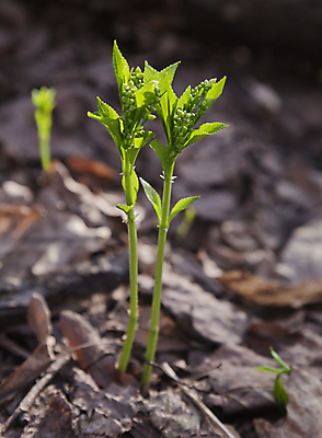 포토 JPG 해외이미지 식물 계절 줄기 컨셉 잎 2 꽃무늬 자연 새로움 사람없음 야외 초록색 새싹 환경 봄 성장 신선 작음 4월 5월 허브 묘사 시작 출발 싱글 분무기 개발 생태학 취급주의 해외포토 교육 꽃 컬러 무늬 경고 날짜 크기 생태계 파일형식 이미지허브