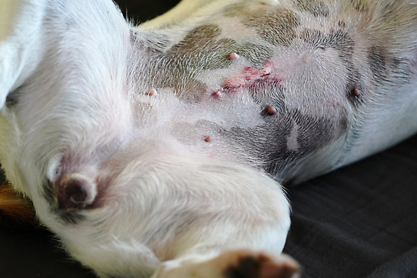 포토 JPG 해외이미지 동물 여자 털 사람없음 치료 빨간색 반려동물 약 고통 흰색 긴급 닫기 개 작음 큼 피부 묘사 땀 고정 자궁 외과 수의사 돌봄 절개 치유 흉터 해외포토 감정 컬러 포유류 의학 모션 병원 사람 신체부위 의사 장기_의학 상처 크기 파일형식 이미지허브