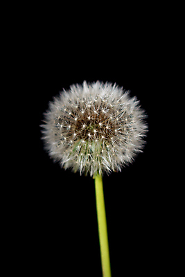 포토 JPG 해외이미지 검은배경 실내 근접촬영 사람없음 민들레 민들레홀씨 해외포토 꽃 뷰포인트 백그라운드 내부 검은색 파일형식 이미지허브