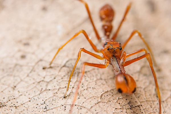 포토 JPG 해외이미지 백그라운드 잎 자연 사람없음 초록색 점프 거미 해외포토 식물 컬러 곤충 모션 생태계 파일형식 이미지허브
