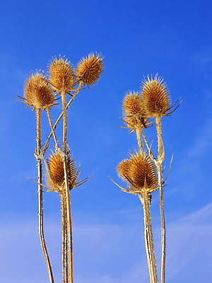 포토 JPG 해외이미지 식물 꽃 줄기 백그라운드 꽃무늬 자연 하늘 건조 씨앗 사람없음 야외 장식 세로 파란색 갈색 맑음 가을 개화 가시 그룹 허브 척추 날카로움 스파이크 엉겅퀴 해외포토 계절 컬러 무늬 날씨 뼈 생태계 파일형식 이미지허브