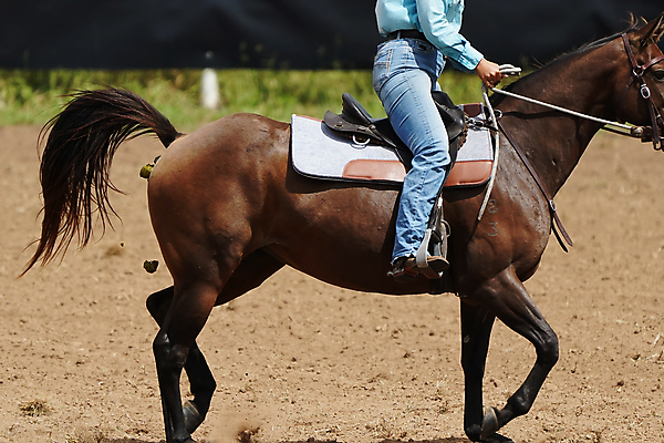 포토 JPG 해외이미지 동물 여자 도로 자연 사람없음 농장 갈색 쌓기 가축 시골 신선 닫기 호주 승차 유기농 냄새 안장 로데오 낭비 내추럴 거름 굴레 라이더 서쪽 해외포토 웰빙 길 컬러 컨셉 농업 교통시설 모션 사람 오세아니아 방향 생태계 파일형식 이미지허브