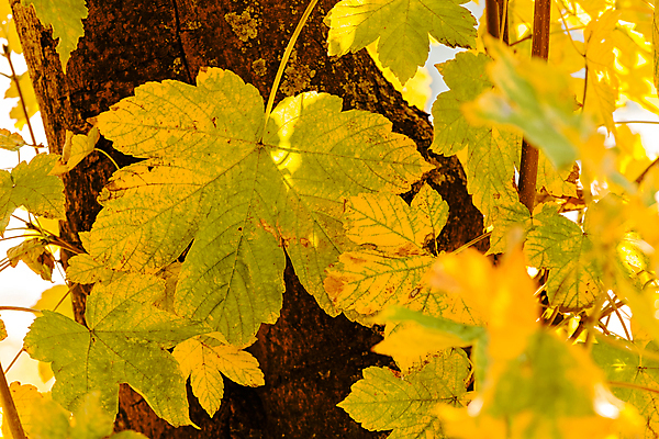 포토 JPG 해외이미지 나무 식물 디자인 계절 꽃 백그라운드 발 자연 건강 손바닥 미술 사람없음 초록색 컬러풀 정원 못 플랫 이슬 원예 질감 조경 부드러움 광택 페디큐어 해외포토 손 컬러 문화예술 취미 신체부위 뷰티 공구 감각 생태계 파일형식 이미지허브