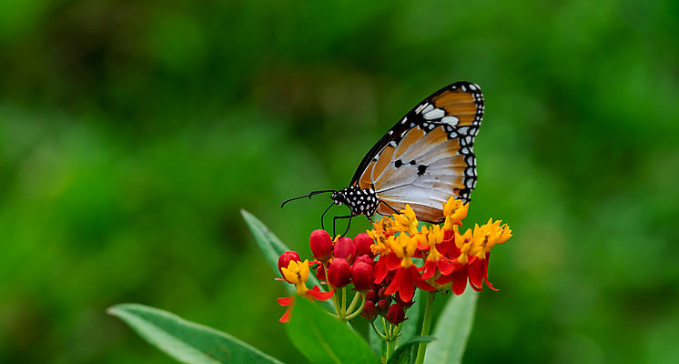 포토 JPG 해외이미지 식물 계절 꽃잎 꽃 나비 곤충 백그라운드 꽃무늬 패턴 날개 오렌지 자연 휴식 안테나 앉기 사람없음 초록색 여름 컬러풀 뷰티 노란색 정원 검은색 봄 줄무늬 흰색 닫기 벌레 데이지 내추럴 강렬 캐모마일 해외포토 동물 컬러 컨셉 무늬 과일 통신 모션 허브 생태계 파일형식 이미지허브