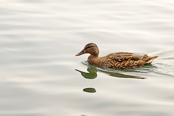 포토 JPG 해외이미지 동물 남자 야생동물 백그라운드 자연 조류 오리 사람없음 물 갈색 노란색 작음 부리 솜털 청둥오리 해외포토 자연요소 컬러 사람 크기 생태계 파일형식 이미지허브