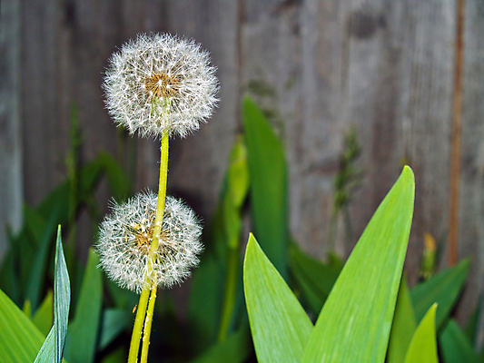 포토 JPG 해외이미지 주간 잎 사람없음 야외 민들레 민들레홀씨 해외포토 자연요소 식물 꽃 파일형식 이미지허브
