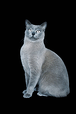 포토 JPG 해외이미지 동물 백그라운드 장난 가정 포옹 놀이 수염 털 서기 사람없음 초록색 파란색 반려동물 귀여움 회색 흰색 표현 우아함 달콤 은색 작음 호기심 꼬리 수의사 고립 기르기 단아함 유래 집게발 버미즈 해외포토 감정 컬러 컨셉 안기 모션 고양이 의사 맛 크기 돌봄 파일형식 이미지허브