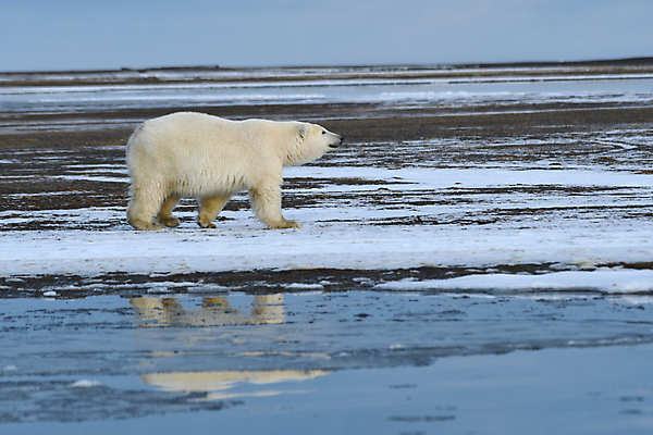 포토 JPG 해외이미지 주간 한마리 야생동물 곰 사람없음 야외 걷기 북극곰 백곰 해외포토 자연요소 동물 1 포유류 모션 파일형식 이미지허브