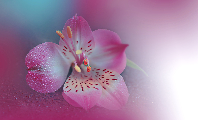 포토 JPG 해외이미지 식물 디자인 배너 꽃 백그라운드 꽃무늬 자연 벽지 추상 휴가 새로움 기념 사랑 미술 사람없음 장식 컬러풀 뷰티 봄 낭만 덮개 벚꽃 축하 인사 신용카드 제비꽃 메뉴 캔버스 초대 파스텔톤 국경 해외포토 계절 감정 컬러 컨셉 무늬 문화예술 금융 뚜껑 예절 생태계 파일형식 이미지허브