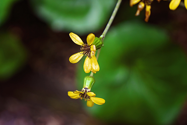 포토 JPG 해외이미지 식물 꽃잎 꽃 줄기 백그라운드 잎 꽃무늬 자연 종류 사람없음 야외 초록색 갈색 노란색 정원 봄 벚꽃 신선 호주 소프트포커스 데이지 심플 내추럴 꽃수술 블러 해외포토 계절 컬러 무늬 촬영기법 오세아니아 생태계 파일형식 이미지허브