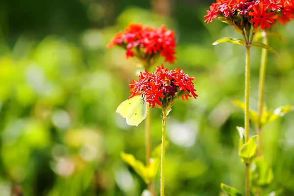 포토 JPG 해외이미지 식물 동물 꽃 선 나비 곤충 백그라운드 날개 자연 안테나 초원 사람없음 장식 초록색 여름 뷰티 노란색 환경 정원 새벽 벚꽃 수분 꿀 동물상 해외포토 자연요소 계절 컬러 통신 조형물 생태계 파일형식 이미지허브