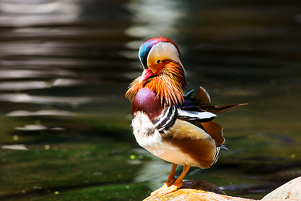 포토 JPG 해외이미지 동물 공원 남자 호수 야생동물 백그라운드 날개 오렌지 자연 조류 오리 동물원 서기 사람없음 옆모습 초록색 물 여름 파란색 강 컬러풀 세계 뷰티 반사 갈색 수영 활발 거울 젖음 흰색 연못 깃털 부리 내추럴 고립 이국적 해외포토 자연요소 계절 공공시설 뷰포인트 컬러 컨셉 과일 모션 사람 수상스포츠 생태계 파일형식 이미지허브