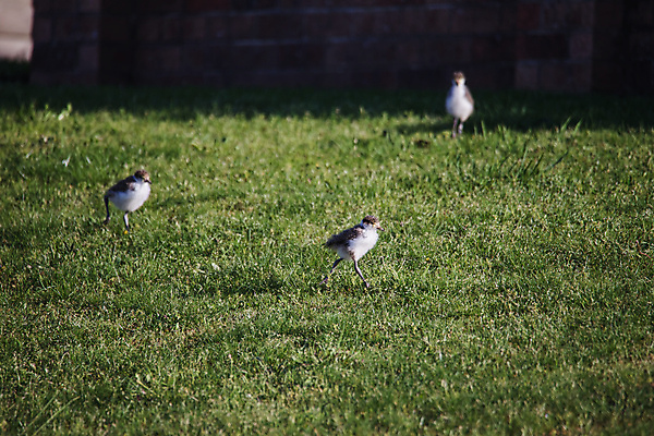 포토 JPG 해외이미지 주간 동물 1 호수 얼굴 야생동물 자연 조류 병아리 가면 사람없음 초록색 햇빛 뷰티 검은색 흰색 아기 호주 깃털 부리 동물상 해외포토 자연요소 컬러 사람 신체부위 태양 조형물 오세아니아 생태계 파일형식 이미지허브