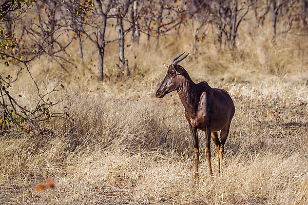 포토 JPG 해외이미지 동물 야생동물 포유류 아프리카 자연 국립공원 사람없음 가로 뷰티 황무지 보호 사파리 남아프리카 보츠와나 보호구역 해외포토 공원 나라 컨셉 생태계 구역 파일형식 이미지허브