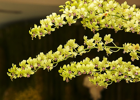 포토 JPG 해외이미지 식물 디자인 꽃잎 꽃 줄기 분홍색 꽃다발 결혼 백그라운드 꽃무늬 패턴 자연 추상 선물 사람없음 야외 장식 빨간색 초록색 뷰티 노란색 우주 정원 봄 낭만 벚꽃 흰색 나뭇가지 신선 개화 난초 우아함 순수 묘사 오브젝트 질감 내추럴 고립 돌봄 해외포토 나무 계절 컬러 컨셉 무늬 모션 이벤트 생태계 파일형식 이미지허브