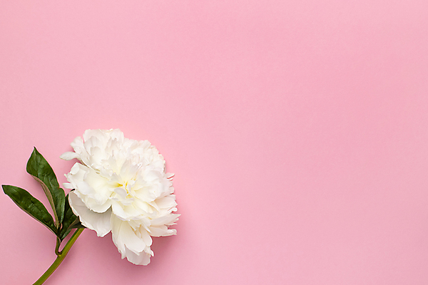 포토 JPG 해외이미지 꽃 분홍색 실내 사람없음 모란 카피스페이스 해외포토 식물 컬러 내부 공백 파일형식 이미지허브