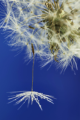 포토 JPG 해외이미지 실내 근접촬영 사람없음 민들레 파란배경 민들레홀씨 해외포토 꽃 뷰포인트 백그라운드 내부 파란색 파일형식 이미지허브