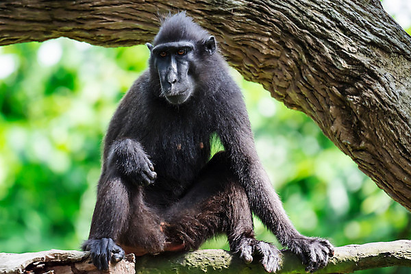 포토 JPG 해외이미지 동물 응시 공원 얼굴 야생동물 백그라운드 포유류 자연 털 사람없음 검은색 원숭이 숲 인도네시아 갈기 멸종 유인원 전국 해외포토 시선 공공시설 아시아 컬러 신체부위 생태계 파일형식 이미지허브