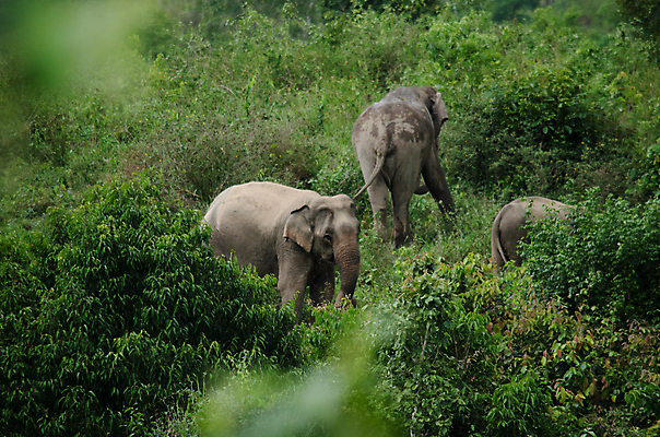 포토 JPG 해외이미지 동물 공원 아시아 야생동물 여행 포유류 가족 태국 자연 코끼리 종류 동양인 사람없음 환경 힘 아기 보호 숲 큼 인도인 코 멸종 내추럴 벌목 인구 전국 지능 해외포토 외국인 공공시설 나라 컨셉 관계 사람 인종 신체부위 크기 생태계 파일형식 이미지허브