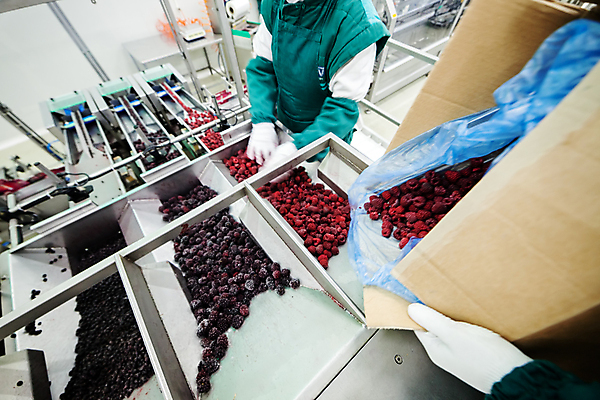 포토 JPG 해외이미지 손 공장 한명 들기 상반신 성인 옆모습 신체부위 상자 냉동 기계 붓기 제조 산딸기 일렬 분류 성인한명만 식품공장 냉동식품 해외포토 1 음식 뷰포인트 과일 공업 모션 사람 성인만 파일형식 이미지허브