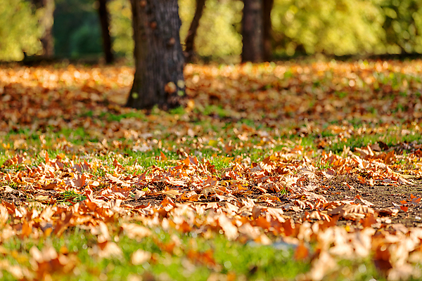포토 JPG 해외이미지 나무 계절 공원 여행 잎 오렌지 자연 하늘 산 사람없음 야외 초록색 파란색 빛 햇빛 태양 노란색 환경 낭만 황금 숲 속도 내추럴 전국 해외포토 자연요소 식물 공공시설 컬러 컨셉 과일 생태계 파일형식 이미지허브