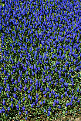 포토 JPG 해외이미지 식물 꽃잎 꽃 백그라운드 꽃무늬 밭 자연 사람없음 장식 컬러풀 뷰티 정원 봄 벚꽃 침대 개화 원예 해외포토 계절 컬러 가구 무늬 농업 취미 생태계 파일형식 이미지허브