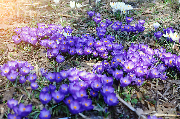 포토 JPG 해외이미지 식물 계절 꽃 지구 꽃무늬 자연 사람없음 컬러풀 뷰티 정원 보라색 봄 벚꽃 오픈 개화 닫기 숲 묘사 화단 내추럴 사프란 영원 해외포토 컬러 무늬 모션 향신료 생태계 파일형식 이미지허브
