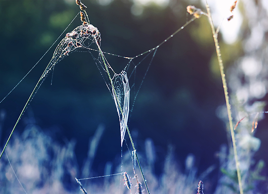 포토 JPG 해외이미지 나무 식물 꽃 백그라운드 잎 밭 자연 아침 새로움 잔디 사람없음 야외 초록색 빛 햇빛 태양 노란색 일출 환경 웹 침묵 일몰 봄 새벽 활발 젖음 들꽃 성장 시골 떨어짐 숲 이슬 땅 문학 거미 빛망울 내추럴 해외포토 주간 자연요소 계절 컬러 곤충 컨셉 농업 인터넷 노을 소리 생태계 파일형식 이미지허브